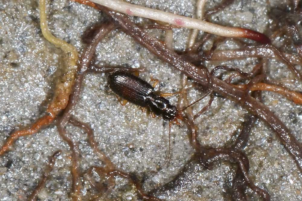 Piccolo Carabidae:   Perileptus areolatus